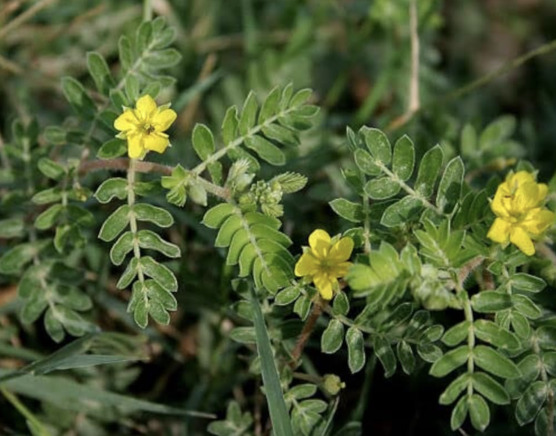 Tribulus Terrestris